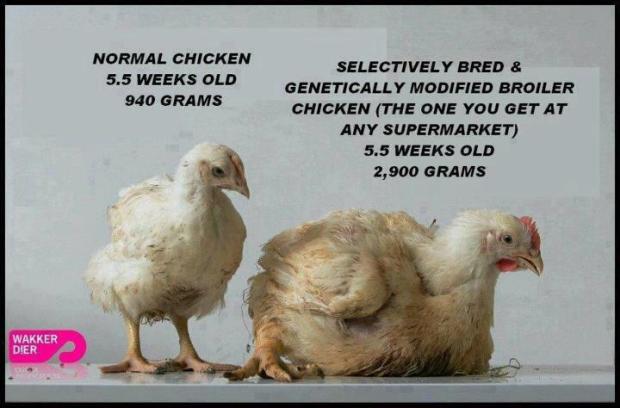 Real chicken vs Supermarket chicken